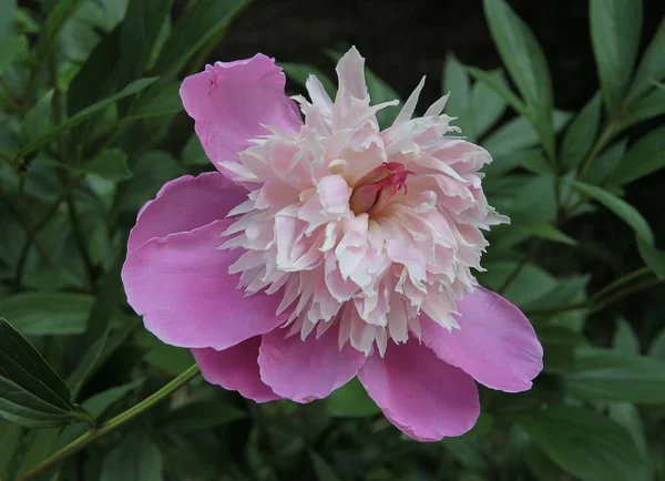 Pěkný Růžový Květ Pivoňky Zahradě Zblízka — Stock fotografie