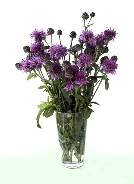 Purpurowe Kwiaty Pąki Dzikiej Rośliny Centaurea Jacea Zbliżenie — Zdjęcie stockowe