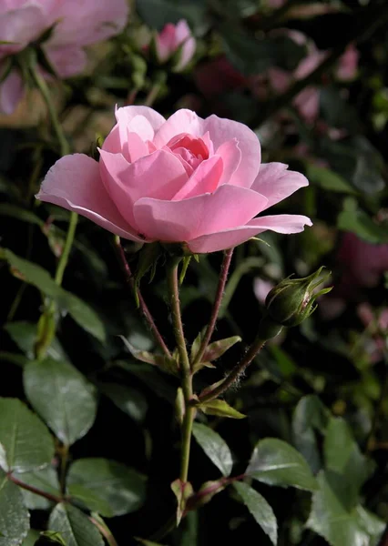 Rosa Bonita Jardín Cerca — Foto de Stock