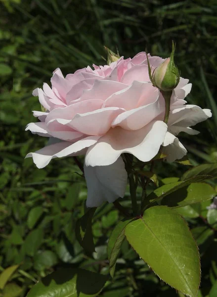 Милая Розовая Роза Саду Крупным Планом — стоковое фото