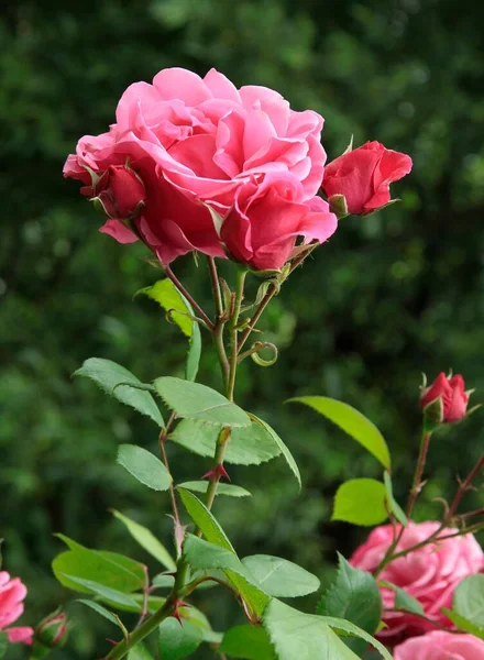花园里漂亮的粉红玫瑰 — 图库照片