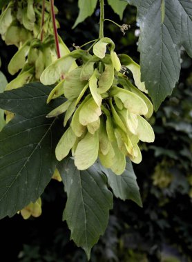 Akçaağaç çınar tohumları. Yaklaş.