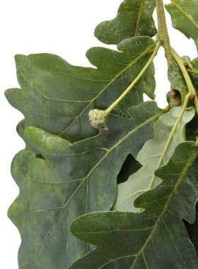 Haziran 'da büyüyen küçük, yeşil meşe palamutlarıyla meşe dalı.