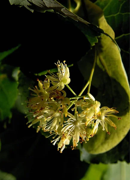 Gelbe Kleine Blüten Und Grüne Wachsende Runde Früchte Der Linde — Stockfoto