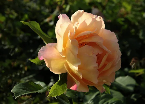 Όμορφο Ροζ Τριαντάφυλλο Στον Κήπο Από Κοντά — Φωτογραφία Αρχείου