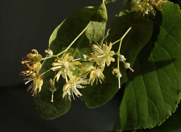 Желтые Маленькие Цветы Зеленые Растущие Круглые Плоды Линден Дерево Июне — стоковое фото