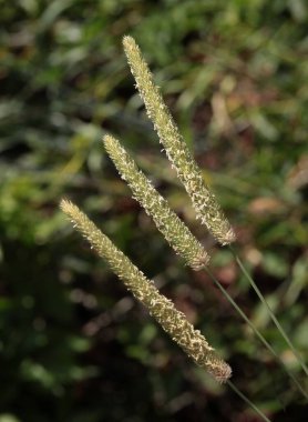 İlkbaharda filizlenen çeşitli otlar.