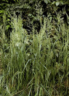 İlkbaharda filizlenen çeşitli otlar.