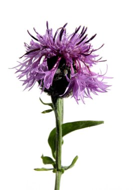 mor çiçekler ve yabani bitkilerin tomurcukları centaurea jacea yakın çekim