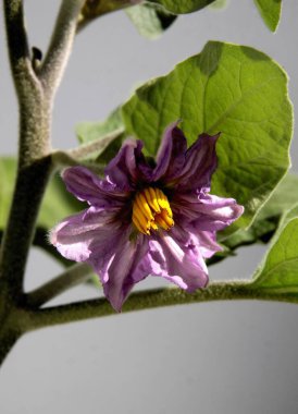 Bahçedeki patlıcan bitkisinin Lila çiçekleri