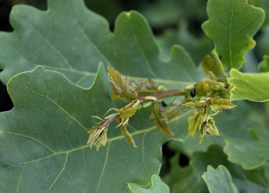 Büyüyen meşe dalları yakınlaşır