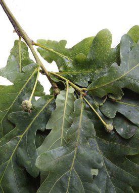 Haziran 'da büyüyen küçük, yeşil meşe palamutlarıyla meşe dalı.