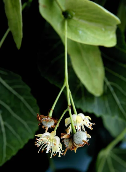 Gelbe Kleine Blüten Und Grüne Wachsende Runde Früchte Der Linde — Stockfoto