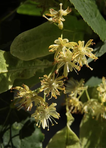 Желтые Маленькие Цветы Зеленые Растущие Круглые Плоды Линден Дерево Июне — стоковое фото