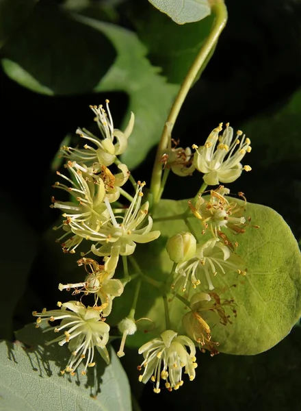 Κίτρινα Μικρά Άνθη Και Πράσινα Αναπτυσσόμενα Στρογγυλά Φρούτα Του Δέντρου — Φωτογραφία Αρχείου