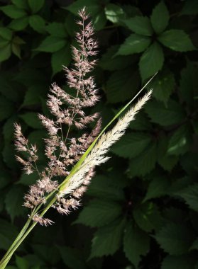 İlkbaharda filizlenen çeşitli otlar.