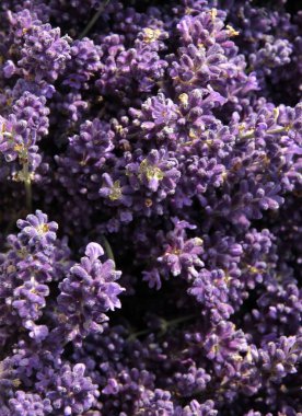 Lavandula angustifolia 'nın Lila çiçekleri, yaklaşın.