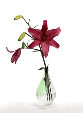 Bahçedeki çeşitli renkli zambaklar yaz çiçekleri gibi.