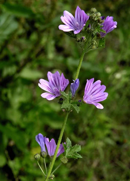 Pretty Purple Flowers Malva Silvestris Herb Close — Stock Photo, Image