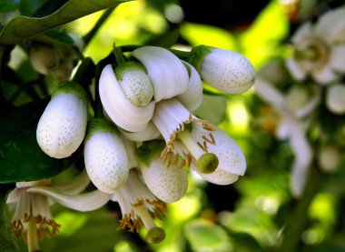 Yeşil yetişen meyve ve limon ağacının beyaz çiçekleri