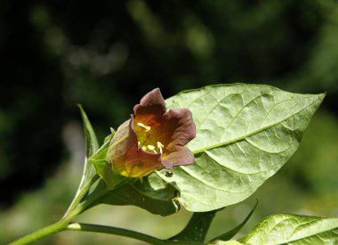 Hyoscyamus Nijer Zehirli Solanacae ailesinin kahverengi çiçeği