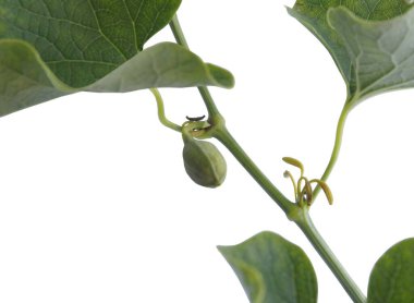 Arisolochia klematit bitkisi. Küçük meyveli. Yakından izole edilmiş.