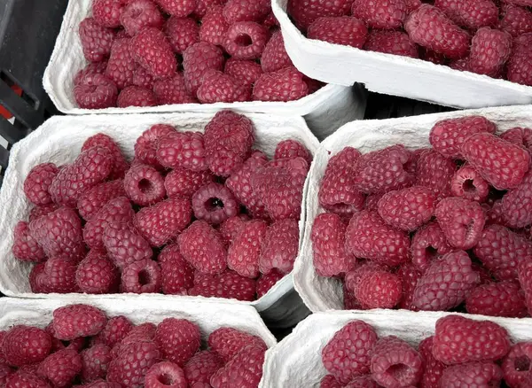 Framboesas Vermelhas Maduras Como Deliciosas Frutas Saudáveis Suculentas Verão Close — Fotografia de Stock
