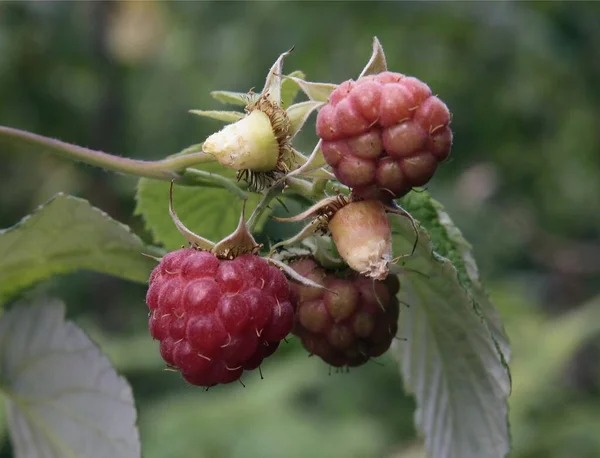 Frambuesas Rojas Maduras Como Deliciosas Frutas Coloridas Jugosas Verano — Foto de Stock