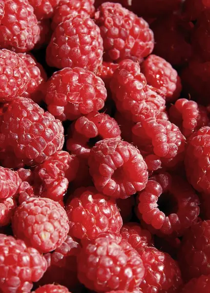 Framboesas Vermelhas Maduras Como Deliciosas Frutas Saudáveis Suculentas Verão Close — Fotografia de Stock