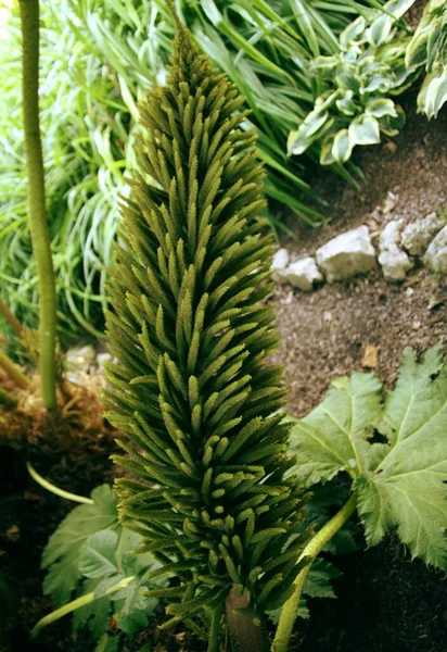Огромные Бразильские Тропические Растения Gunnera Большой Зеленой Листвы Странные Цветы — стоковое фото