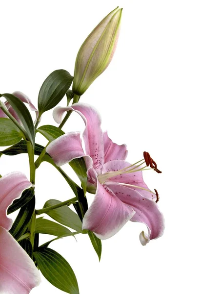 Różne Kolorowe Lilie Ogrodzie Jak Lato Piękne Kwiaty — Zdjęcie stockowe