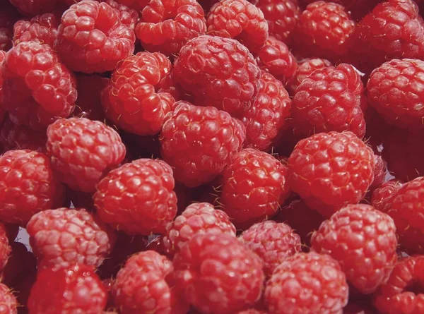 Czerwone Dojrzałe Maliny Jako Pyszne Wcholesome Soczyste Owoce Lecie Zbliżenie — Zdjęcie stockowe