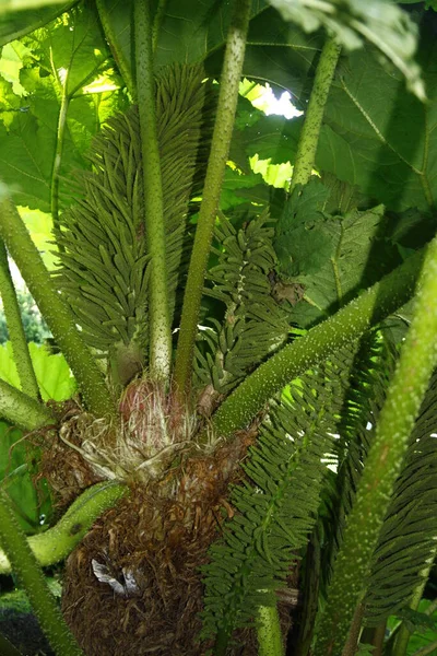 Planta Tropical Brasileira Enorme Gunnera Com Folhagem Verde Grande Flores — Fotografia de Stock