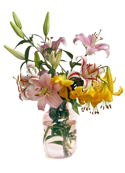 Různé Barevné Lilie Zahradě Jako Letní Krásné Květiny Stock Obrázky