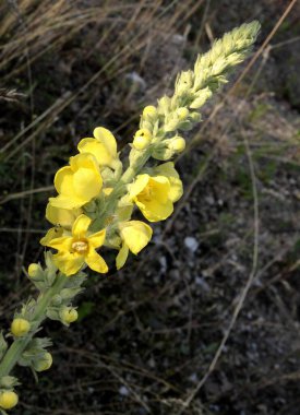 Sarı Mullein-Verbascum thapsiforma çiçekleri, yaklaşın.