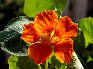 Tropacolum-nasturtium bitkisinin portakal çiçekleri