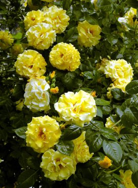 Bahçedeki güzel gül. Yaklaş.