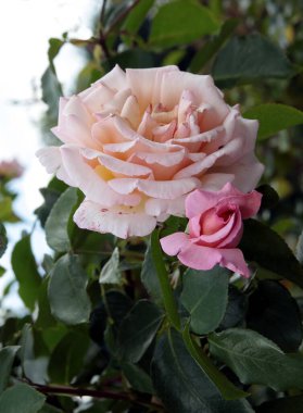 Oldukça renkli bir gül. Yakından.