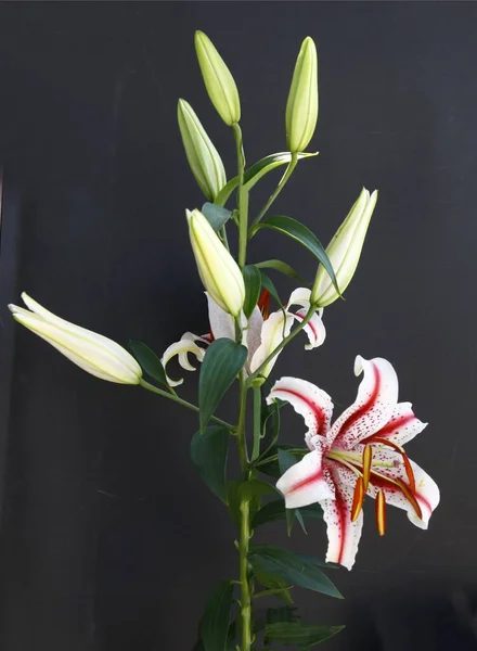 Különböző Színes Virágok Liliomok Közel — Stock Fotó