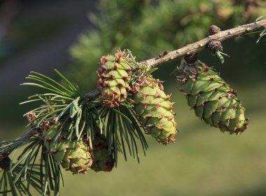 larch tree with growing green cones at spring close up clipart