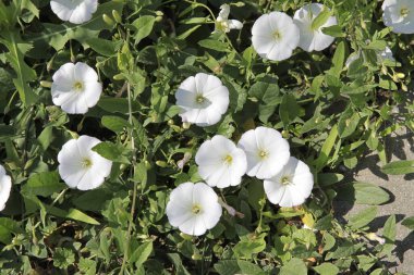 Convolvulus arvensis 'in beyaz ve pembe çiçekleri - yabani otları birbirine yaklaştırır