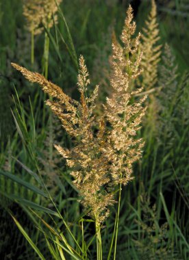 Çayırda tohumları olan kuru otlar. 