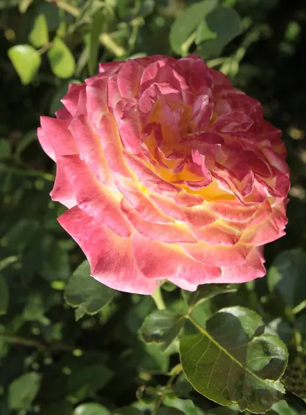 Красивые Красные Розовые Разноцветные Цветы Саду Крупным Планом — стоковое фото