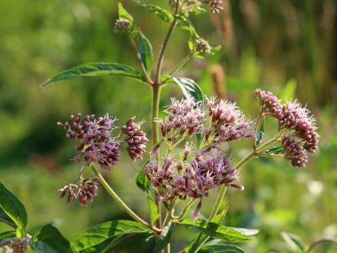 Eupatorium cannabinum-Hemp tarım bitkisinin pembe çiçekleri