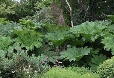 Büyük yeşil brasilian bitkisi Gunnera Manicata yaprakları