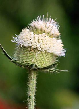 Dipsacus Silvestris-Wild Teasel bitkisi ve beyaz çiçekler. 