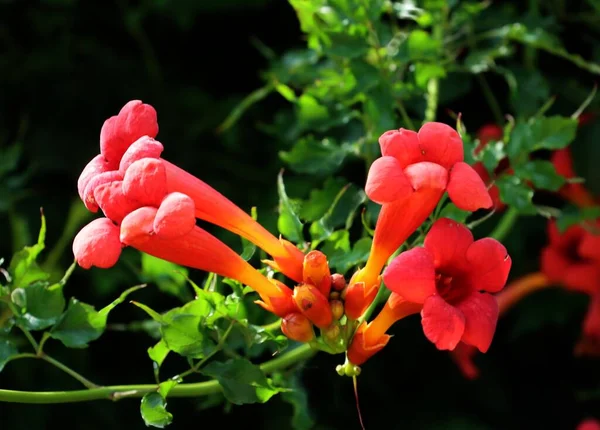 Czerwone Kwiaty Pąki Rodników Milin Campsis Zamknąć — Zdjęcie stockowe