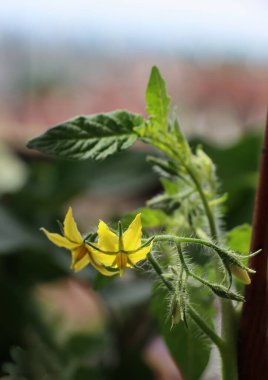 Domates bitkisi - Bahçede sarı çiçekli Solanaceae ailesi