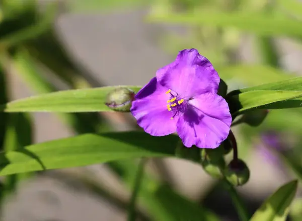 Rośliny Tradescanthia Purpurowymi Kwiatami Rosnącymi Naczyniami Nasiennymi Zamknąć — Zdjęcie stockowe