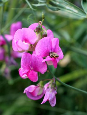 Tatlı bezelye sarmaşığı Pembe çiçekler ve tohumlar